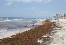 Estudiantes elaboran en México electrodos con sargazo para remover contaminantes de agua residual Estudiantes elaboran en México electrodos con sargazo para remover contaminantes de agua residual