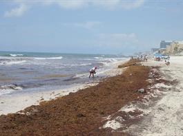 Estudiantes elaboran en México electrodos con sargazo para remover contaminantes de agua residual Estudiantes elaboran en México electrodos con sargazo para remover contaminantes de agua residual