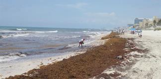 Estudiantes elaboran en México electrodos con sargazo para remover contaminantes de agua residual