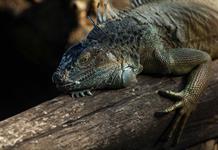 Okapis, iguanas y rayas obtienen la máxima protección internacional, saigas y anguilas no