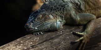 Okapis, iguanas y rayas obtienen la máxima protección internacional, saigas y anguilas no