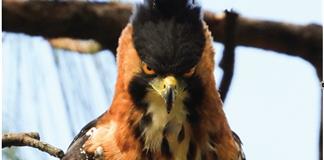 Guía de aves de la reserva de la biósfera sierra de Manantlán - El Expresso de las 10 -  Vi. 05 Diciembre 2025