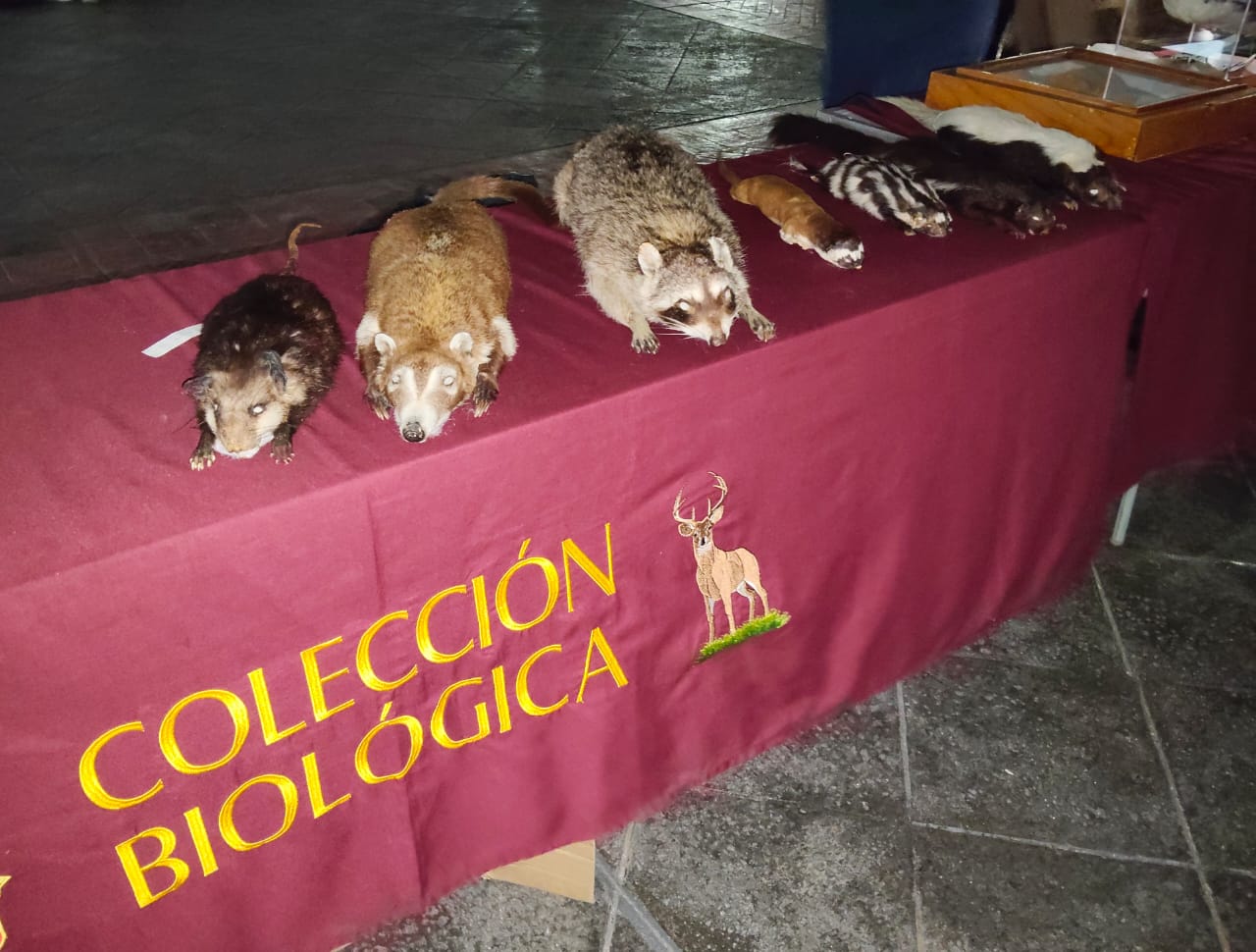 Exponen la colección biológica itinerante “Mi historia es natural” en la explanada de la Rectoría de UdeG Exponen la colección biológica itinerante “Mi historia es natural” en la explanada de la Rectoría de UdeG