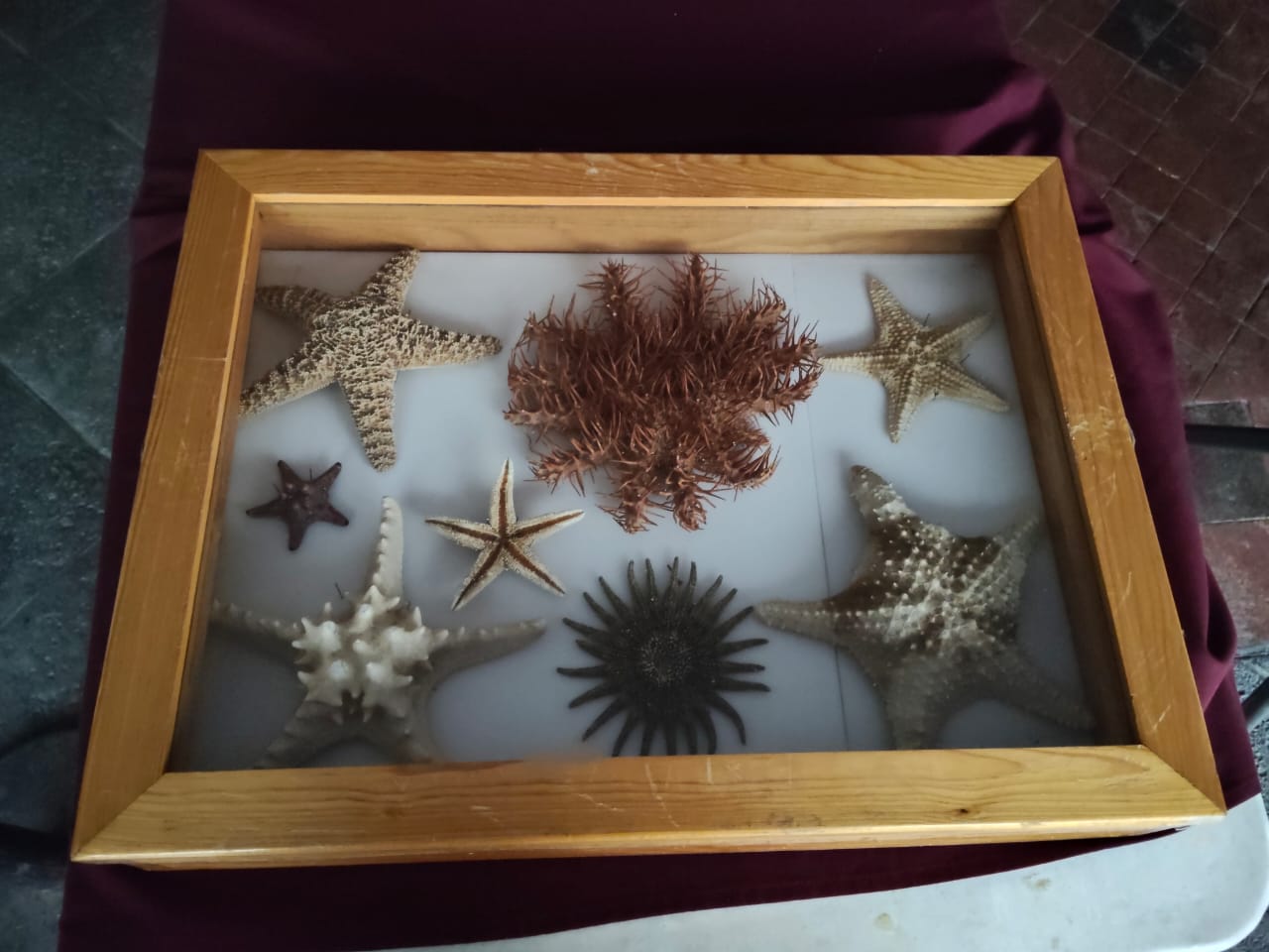 Exponen la colección biológica itinerante “Mi historia es natural” en la explanada de la Rectoría de UdeG Exponen la colección biológica itinerante “Mi historia es natural” en la explanada de la Rectoría de UdeG