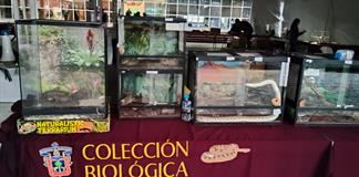 Exponen la colección biológica itinerante "Mi historia es natural" en la explanada de la Rectoría de UdeG