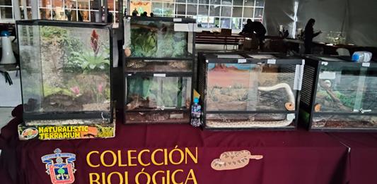 Exponen la colección biológica itinerante “Mi historia es natural” en la explanada de la Rectoría de UdeG