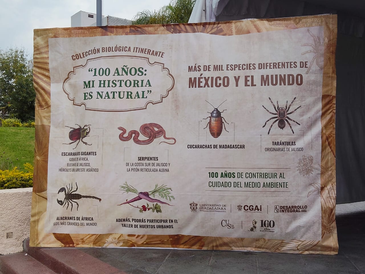 Exponen la colección biológica itinerante “Mi historia es natural” en la explanada de la Rectoría de UdeG Exponen la colección biológica itinerante “Mi historia es natural” en la explanada de la Rectoría de UdeG