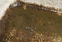 Investigadoras de CUTlajomulco prevén nuevo repunte de dengue para 2028–2029 Investigadoras de CUTlajomulco prevén nuevo repunte de dengue para 2028–2029