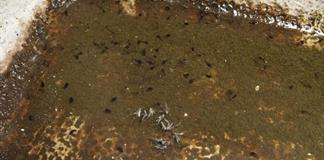 Investigadoras de CUTlajomulco prevén nuevo repunte de dengue para 2028–2029 Investigadoras de CUTlajomulco prevén nuevo repunte de dengue para 2028–2029