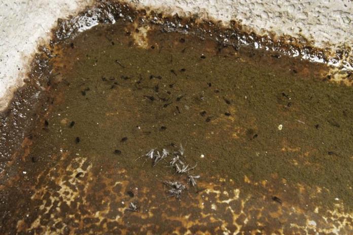 Investigadoras de CUTlajomulco prevén nuevo repunte de dengue para 2028–2029 Investigadoras de CUTlajomulco prevén nuevo repunte de dengue para 2028–2029