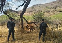 Hallan en brecha armas robadas a la Policía de Techaluta Hallan en brecha armas robadas a la Policía de Techaluta