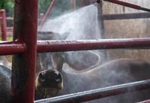 Gobierno de México firma compromiso con ganaderos contra plaga del gusano barrenador Gobierno de México firma compromiso con ganaderos contra plaga del gusano barrenador