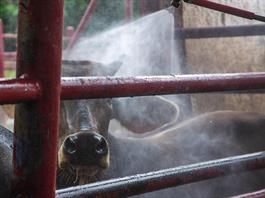 Gobierno de México firma compromiso con ganaderos contra plaga del gusano barrenador Gobierno de México firma compromiso con ganaderos contra plaga del gusano barrenador