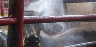 Gobierno de México firma compromiso con ganaderos contra plaga del gusano barrenador Gobierno de México firma compromiso con ganaderos contra plaga del gusano barrenador