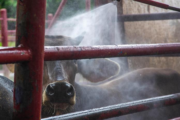 Gobierno de México firma compromiso con ganaderos contra plaga del gusano barrenador Gobierno de México firma compromiso con ganaderos contra plaga del gusano barrenador