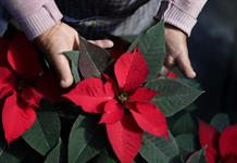 Cultivo de flor de Nochebuena en Xochimilco genera más de 13 mil empleos Cultivo de flor de Nochebuena en Xochimilco genera más de 13 mil empleos