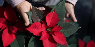 Cultivo de flor de Nochebuena en Xochimilco genera más de 13 mil empleos