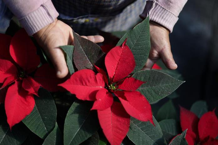 Cultivo de flor de Nochebuena en Xochimilco genera más de 13 mil empleos Cultivo de flor de Nochebuena en Xochimilco genera más de 13 mil empleos