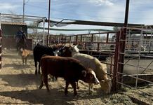 Comecarne advierte alza en precio de carne hacia 2026 por brote y aranceles