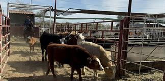 Comecarne advierte alza en precio de carne hacia 2026 por brote y aranceles Comecarne advierte alza en precio de carne hacia 2026 por brote y aranceles