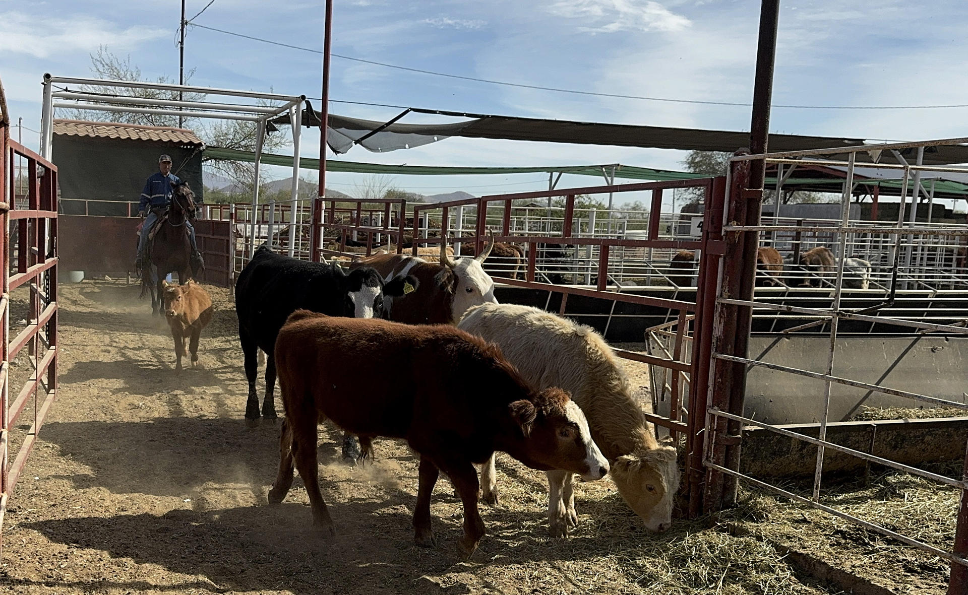 Comecarne advierte alza en precio de carne hacia 2026 por brote y aranceles