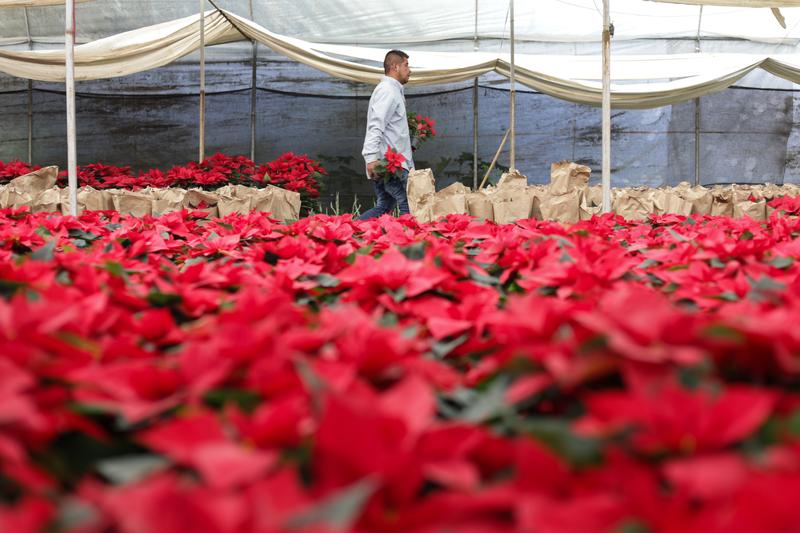 Cultivo de flor de Nochebuena en Xochimilco genera más de 13 mil empleos Cultivo de flor de Nochebuena en Xochimilco genera más de 13 mil empleos