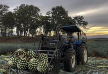 Plantean anticiparse a una escasez de agave en 2032 en Jalisco
