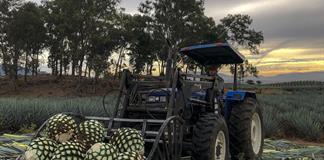 Plantean anticiparse a una escasez de agave en 2032 en Jalisco