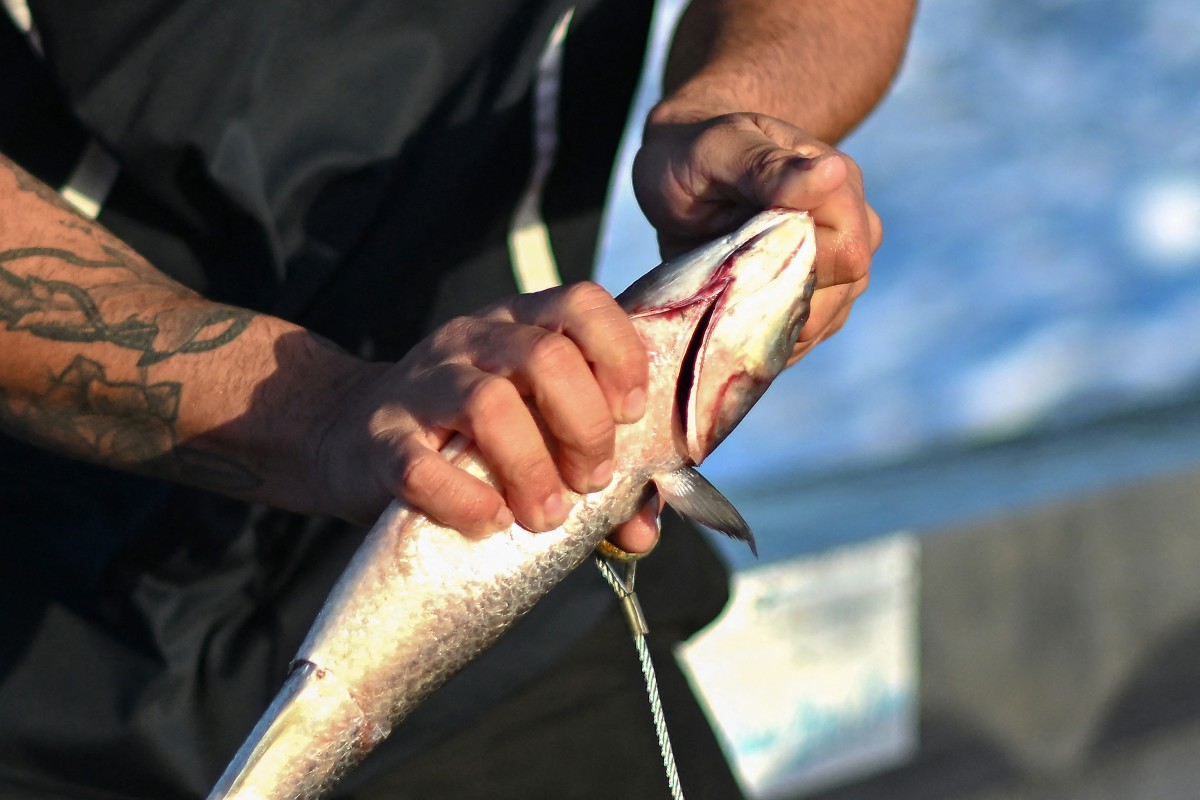 La carrera hacia los grandes tiburones blancos de Australia