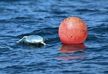 La carrera hacia los grandes tiburones blancos de Australia