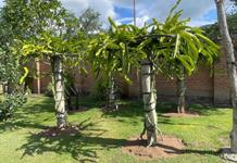 Aprueban en Comisión crear la Ley de Huertos Urbanos