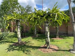 Aprueban en Comisi&oacute;n crear la Ley de Huertos Urbanos