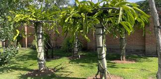 Aprueban en Comisi&oacute;n crear la Ley de Huertos Urbanos