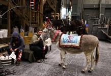 Caricias, pedicura y pastillas de menta: cuando la diva tiene cuatro patas