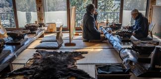 De predador a plato suculento: la crisis de los osos en Japón desata una fiebre culinaria