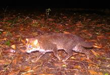 Un gato salvaje que se creía extinto vuelve a ser visto en Tailandia