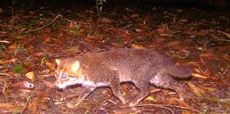 Un gato salvaje que se cre&iacute;a extinto vuelve a ser visto en Tailandia
