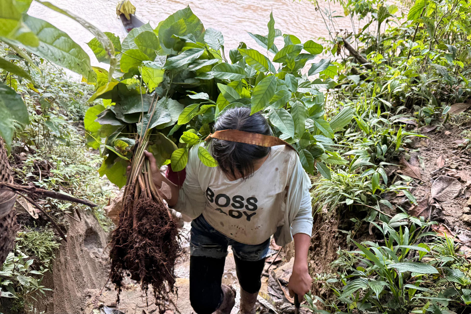 Mujeres amazónicas de Ecuador recolectan más de 250.000 semillas para restaurar la selva