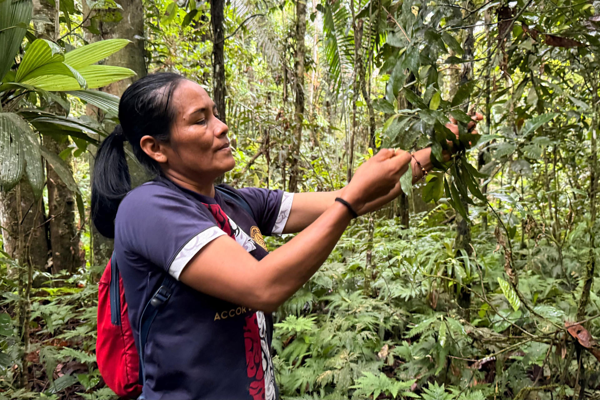Mujeres amazónicas de Ecuador recolectan más de 250.000 semillas para restaurar la selva
