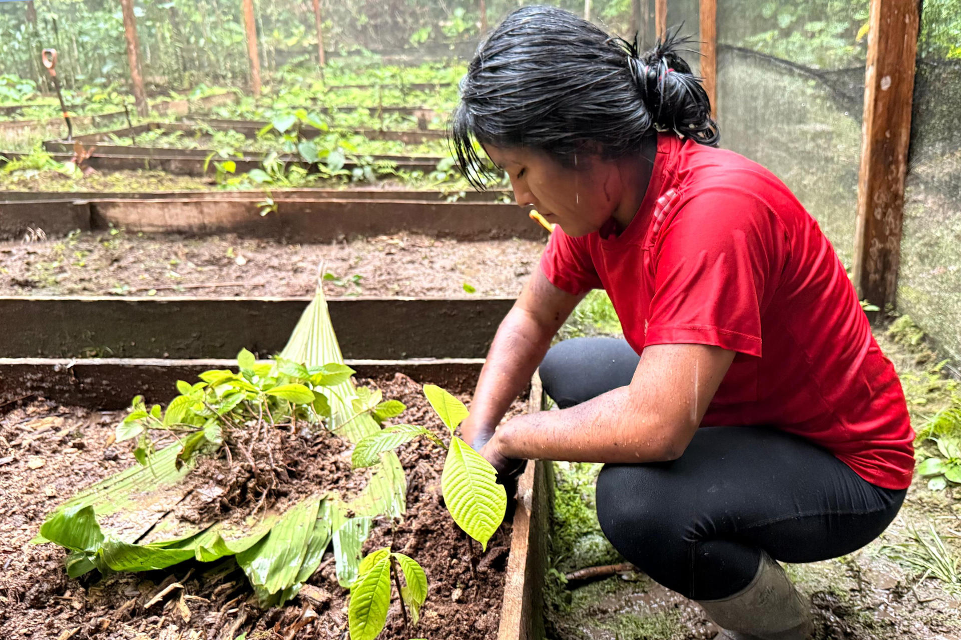 Mujeres amazónicas de Ecuador recolectan más de 250.000 semillas para restaurar la selva