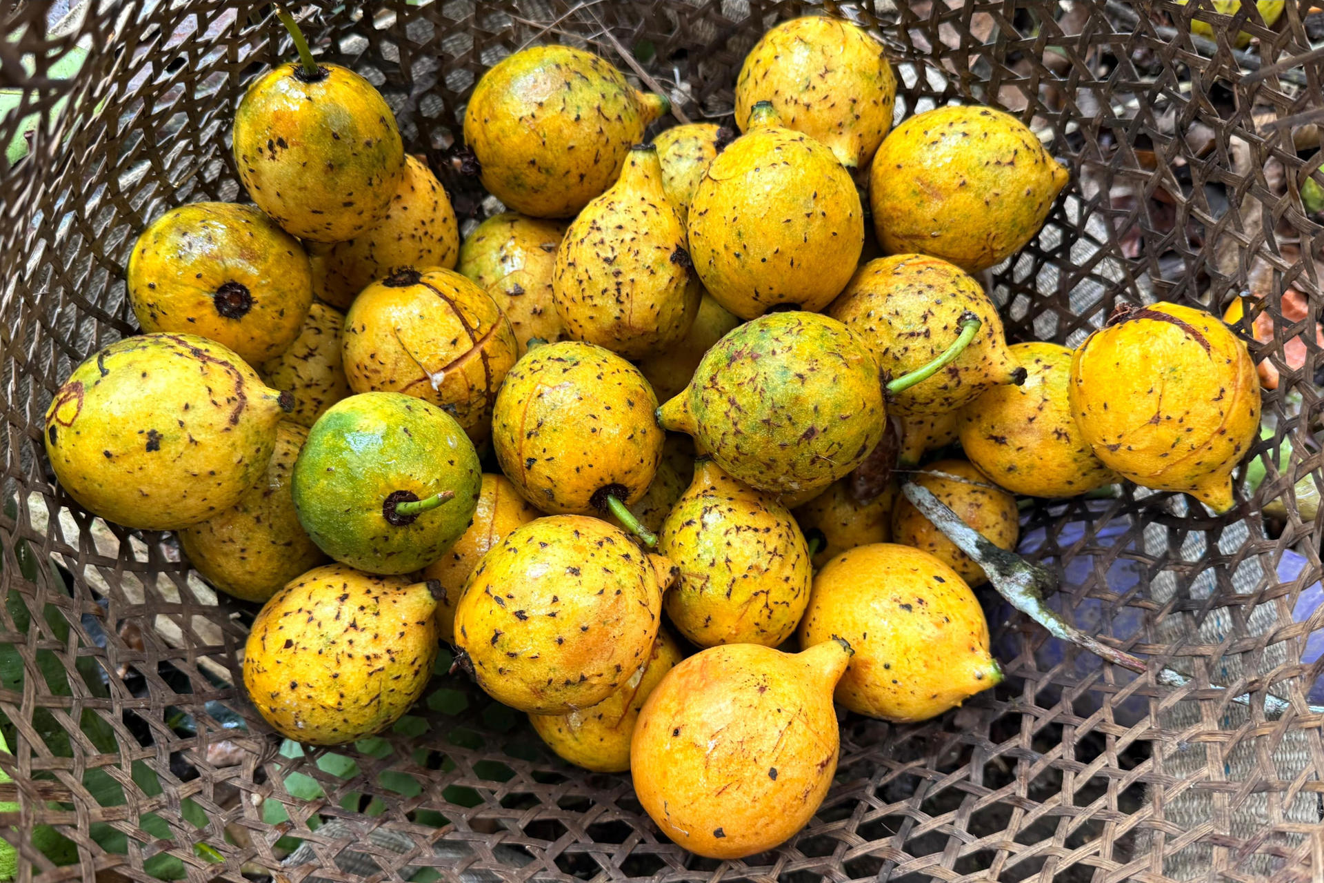 Mujeres amazónicas de Ecuador recolectan más de 250.000 semillas para restaurar la selva