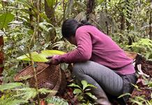 Mujeres amazónicas de Ecuador recolectan más de 250.000 semillas para restaurar la selva
Mujeres amazónicas de Ecuador recolectan más de 250.000 semillas para restaurar la selva