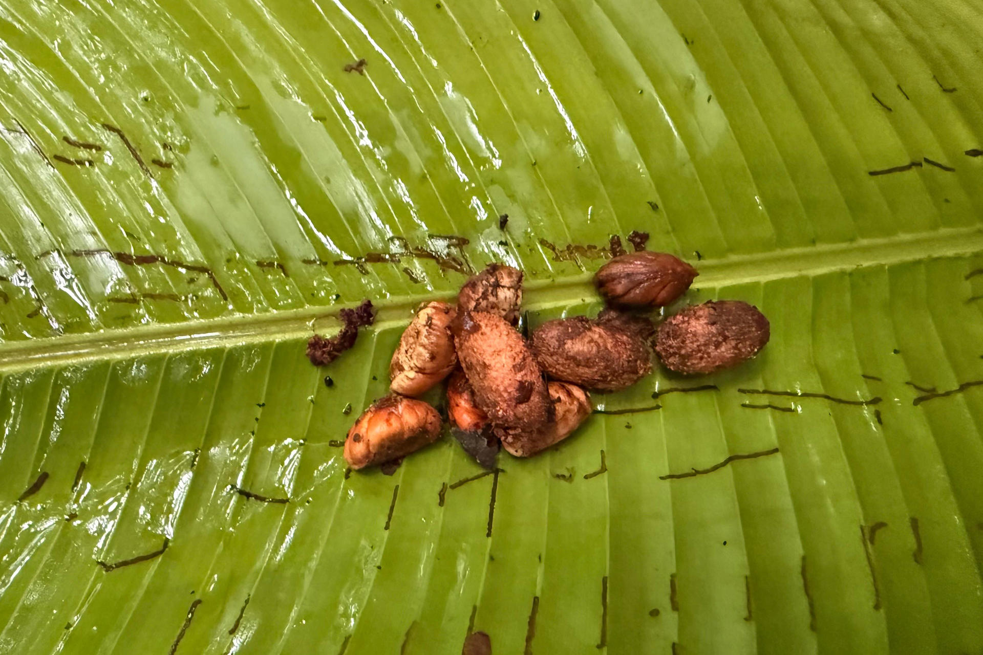 Mujeres amazónicas de Ecuador recolectan más de 250.000 semillas para restaurar la selva