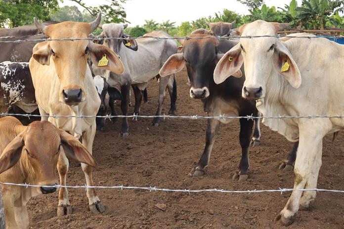 México reporta primer caso de gusano barrenador en Tamaulipas México reporta primer caso de gusano barrenador en Tamaulipas