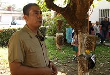 Comité Bovino y Sader lanzan trampa artesanal contra gusano barrenador en Chiapas Comité Bovino y Sader lanzan trampa artesanal contra gusano barrenador en Chiapas