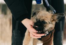 Due&ntilde;os de mascotas buscan refugio ante pirotecnia en Alemania