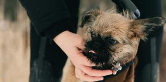 Due&ntilde;os de mascotas buscan refugio ante pirotecnia en Alemania