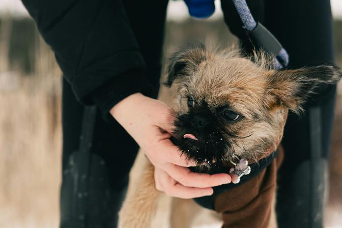 Dueños de mascotas buscan refugio ante pirotecnia en Alemania Dueños de mascotas buscan refugio ante pirotecnia en Alemania