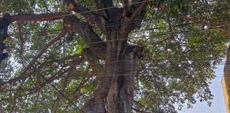 Vecinos de Zoquipan denuncian intentos de da&ntilde;o a &aacute;rbol hist&oacute;rico de 285 a&ntilde;os