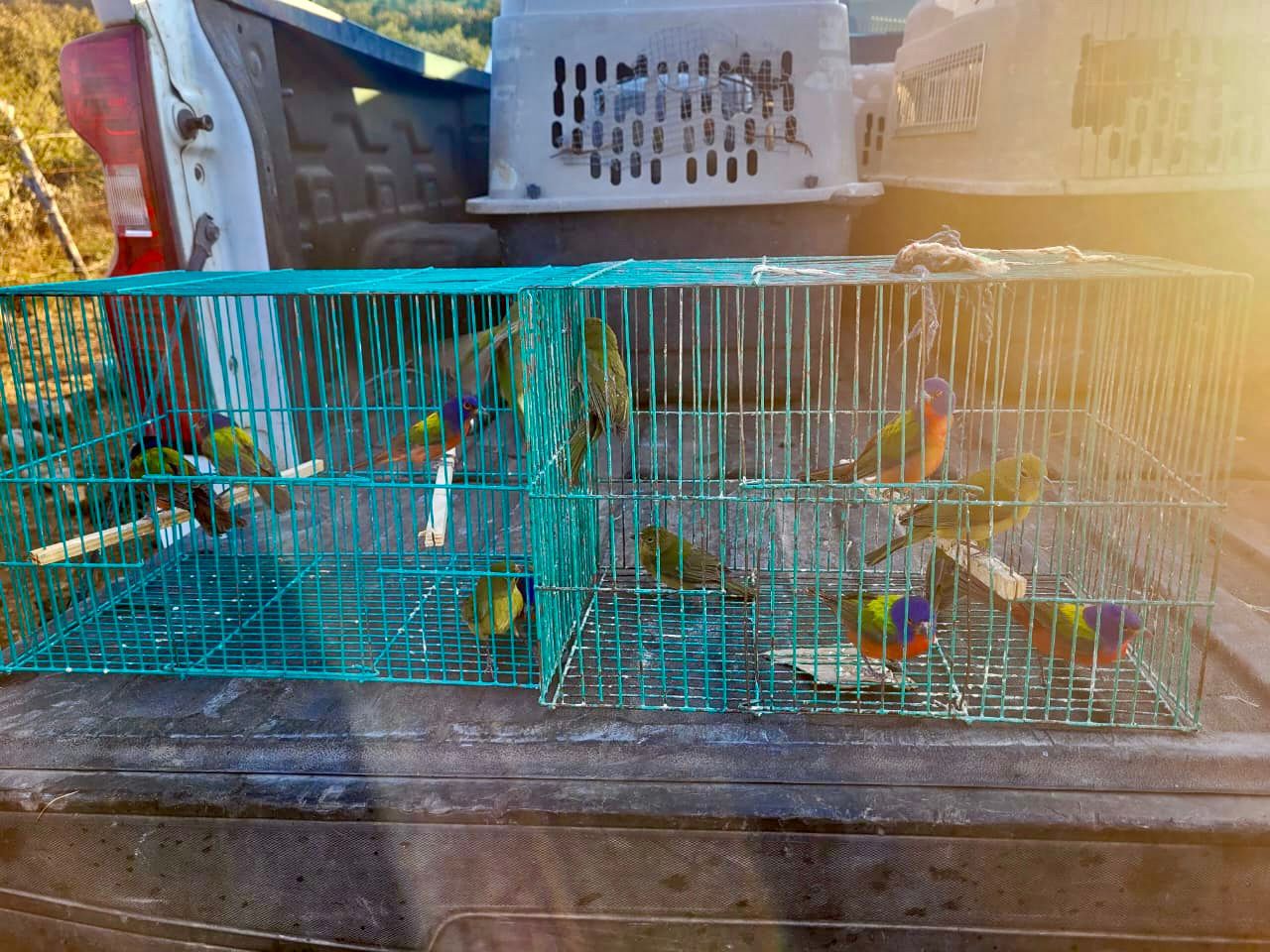 Reintegran a su hábitat a 14 passerinas siete colores en Cerro Viejo